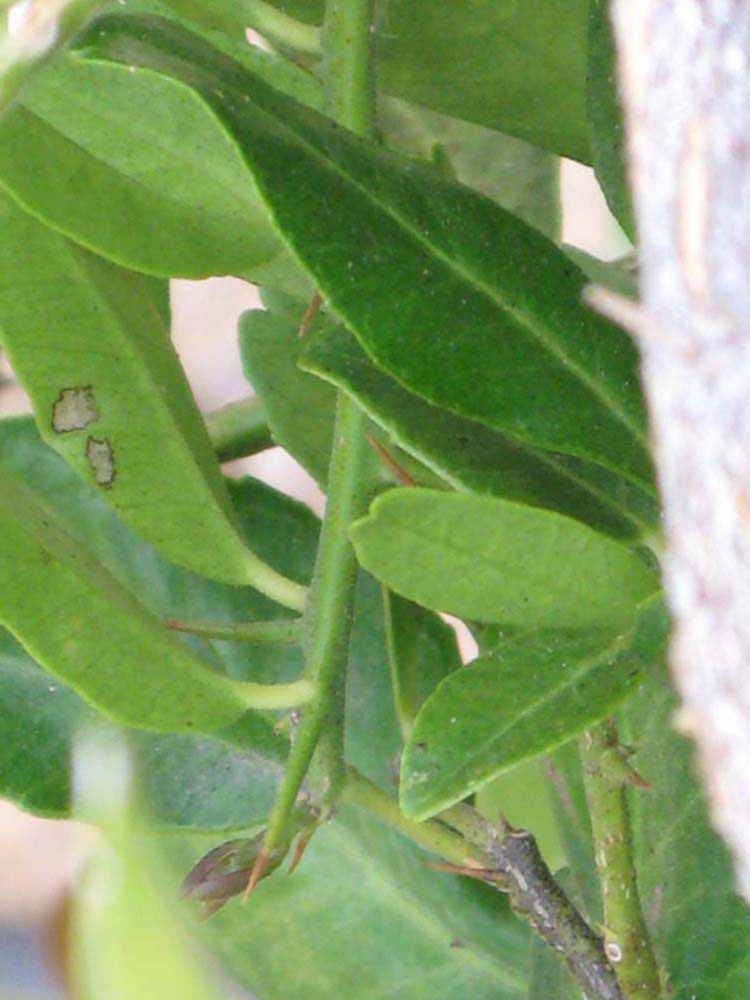              Shade leaves (Riverside, CA)       